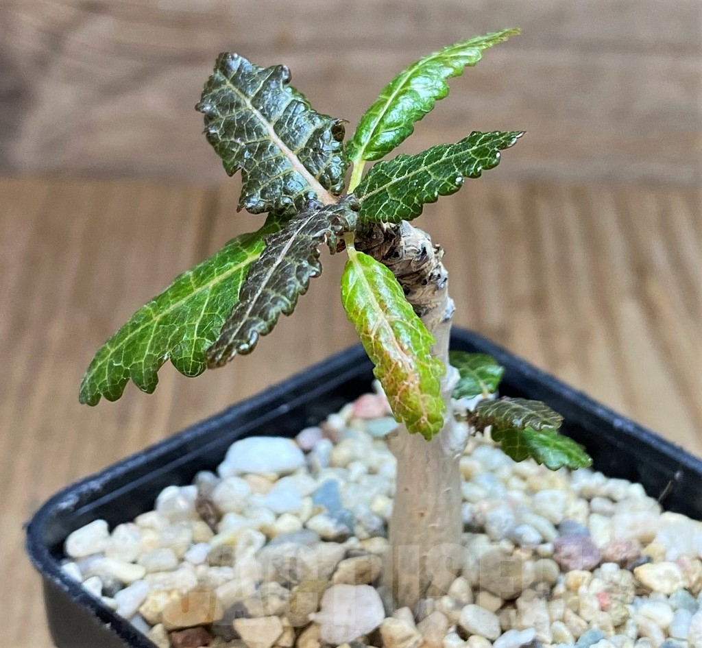 SH2746 Boswellia nana - 画像 (2)