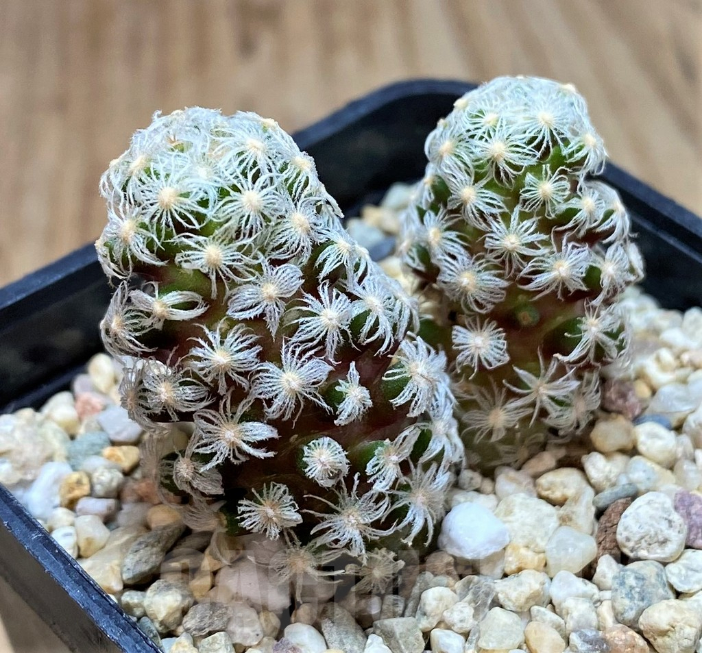 SH2734 Mammillaria theresae v. minima - Obrázek 2