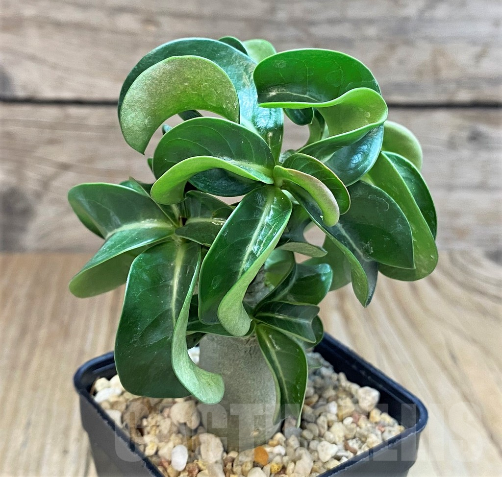SH2749 Adenium mini