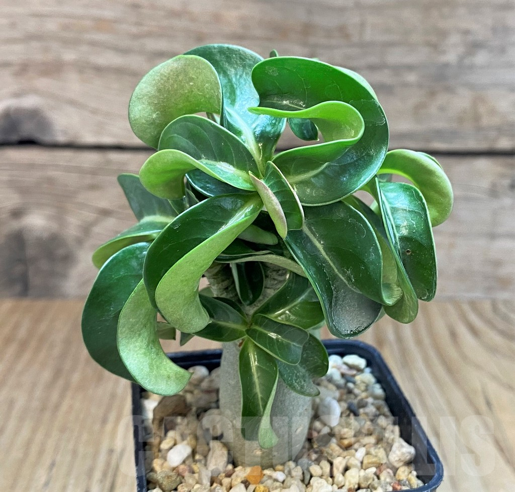 SH2749 Adenium mini - immagine 2