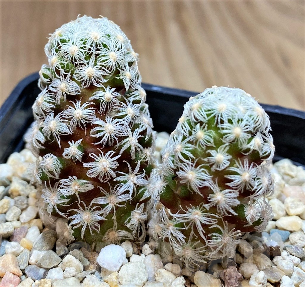 SH2734 Mammillaria theresae v. minima