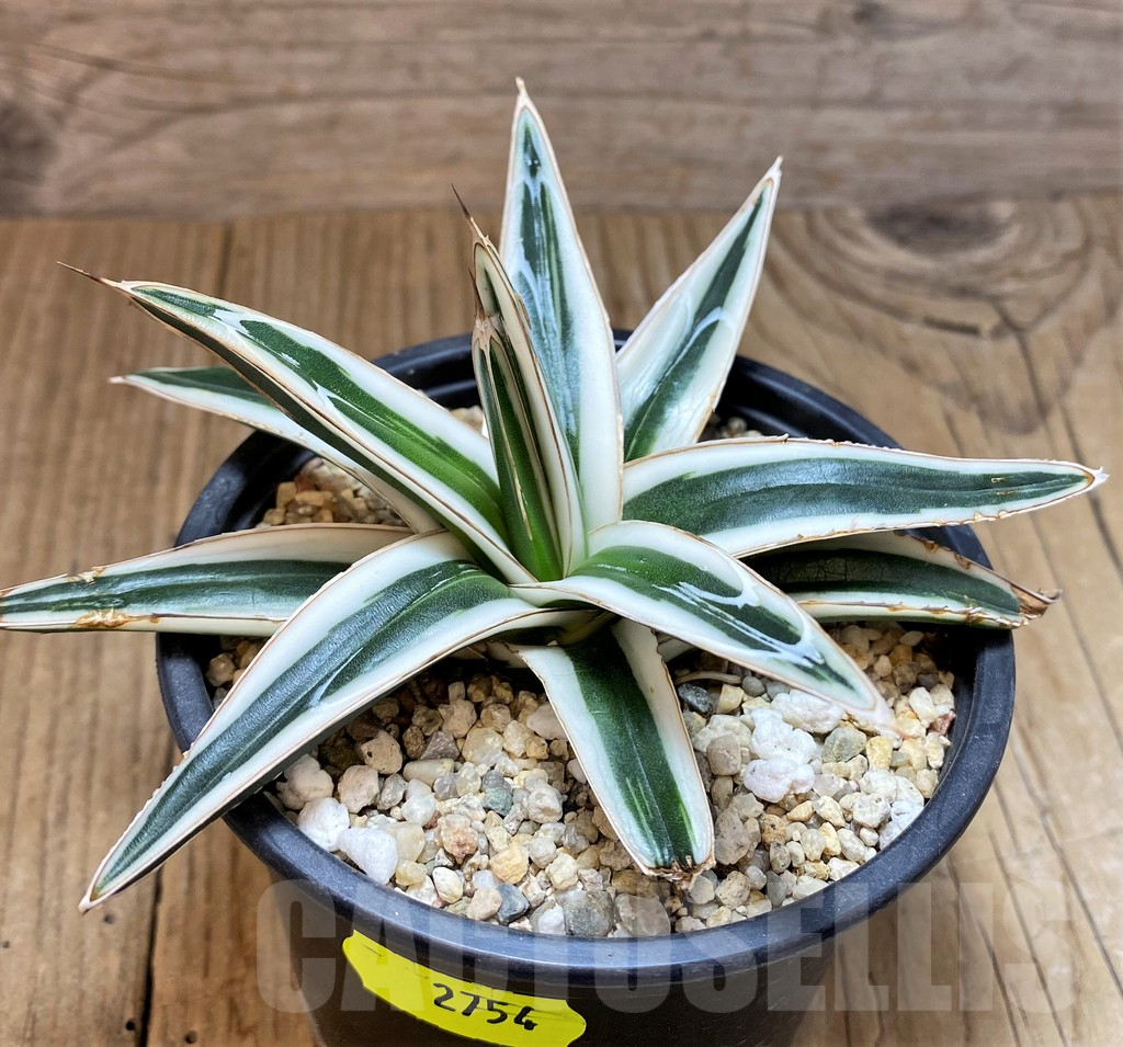 SH2754 Agave victoriae-reginae 'White Rhino' - immagine 2