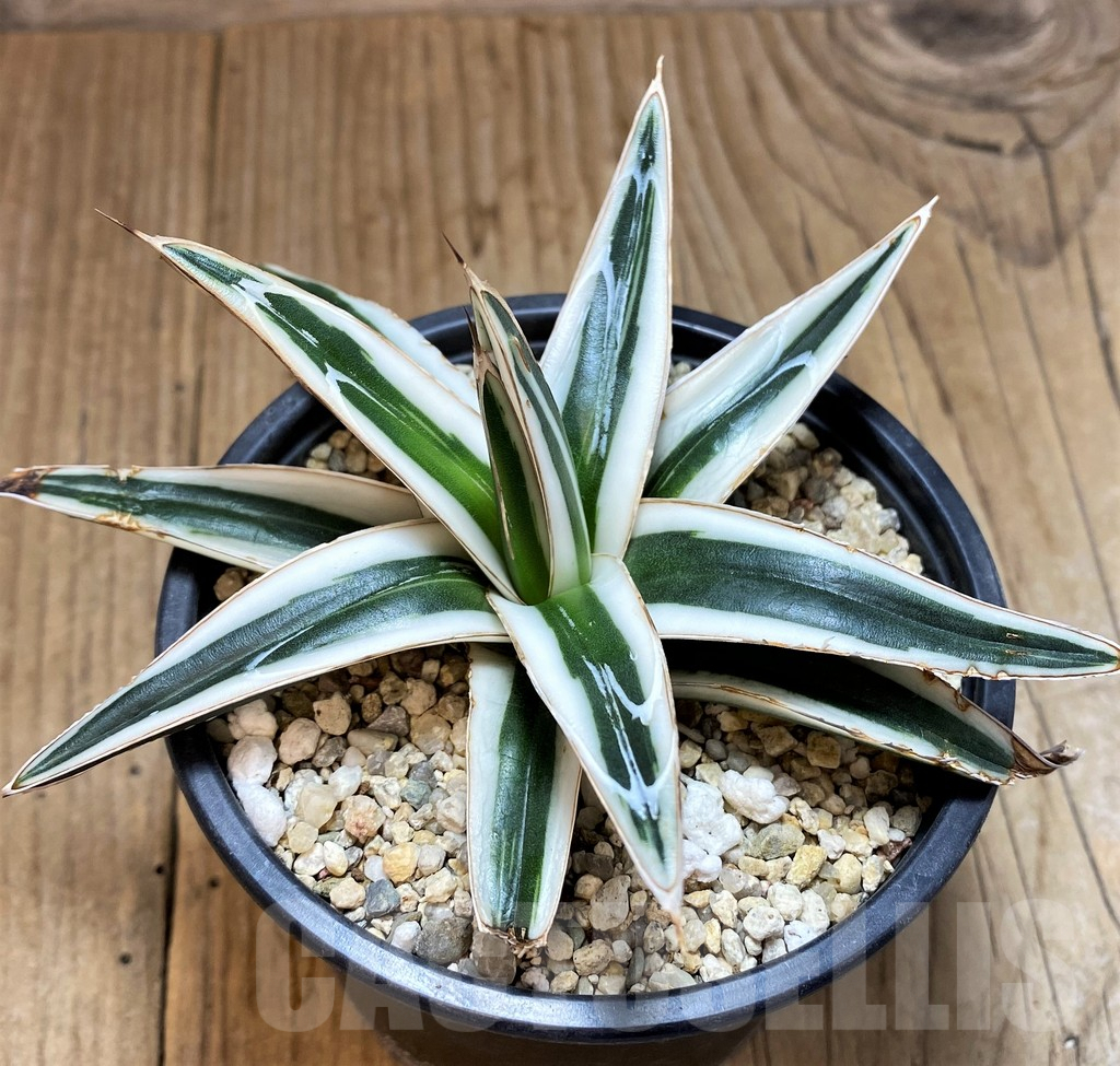 SH2754 Agave victoriae-reginae 'White Rhino'