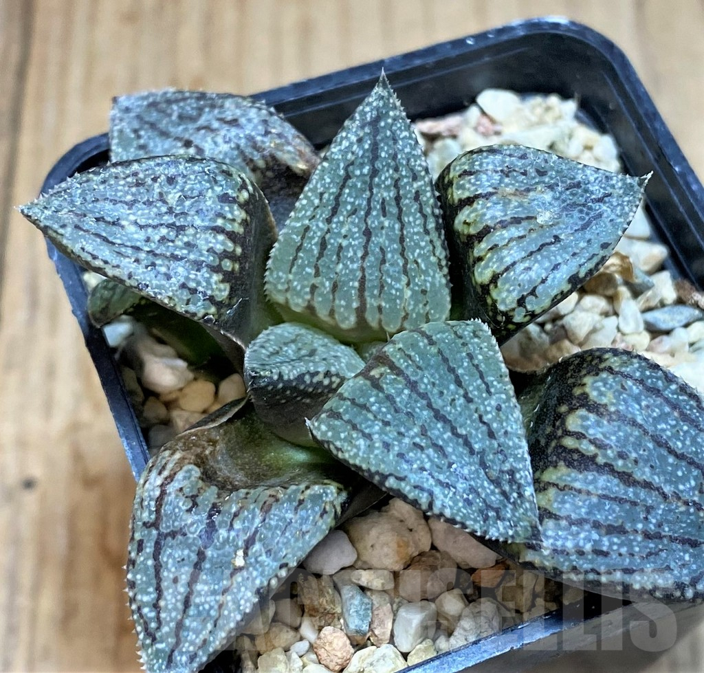 SH2758 Haworthia picta -Japan-