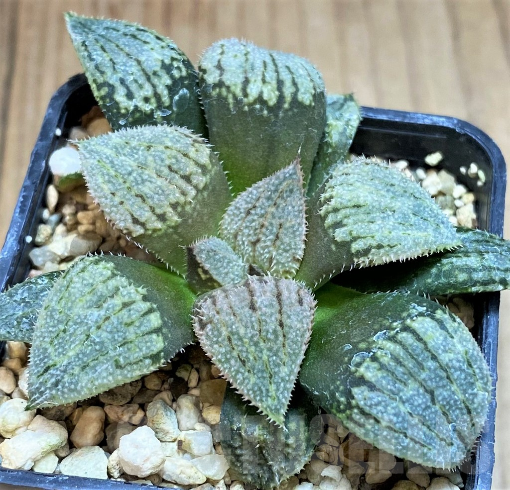 SH2759 Haworthia splendens 'Nautilus' - immagine 2