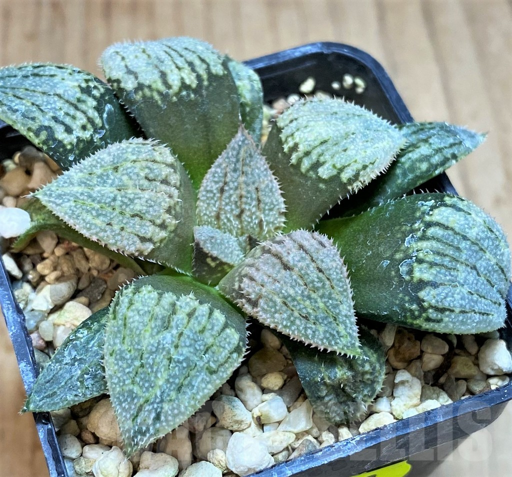 SH2759 Haworthia splendens 'Nautilus'