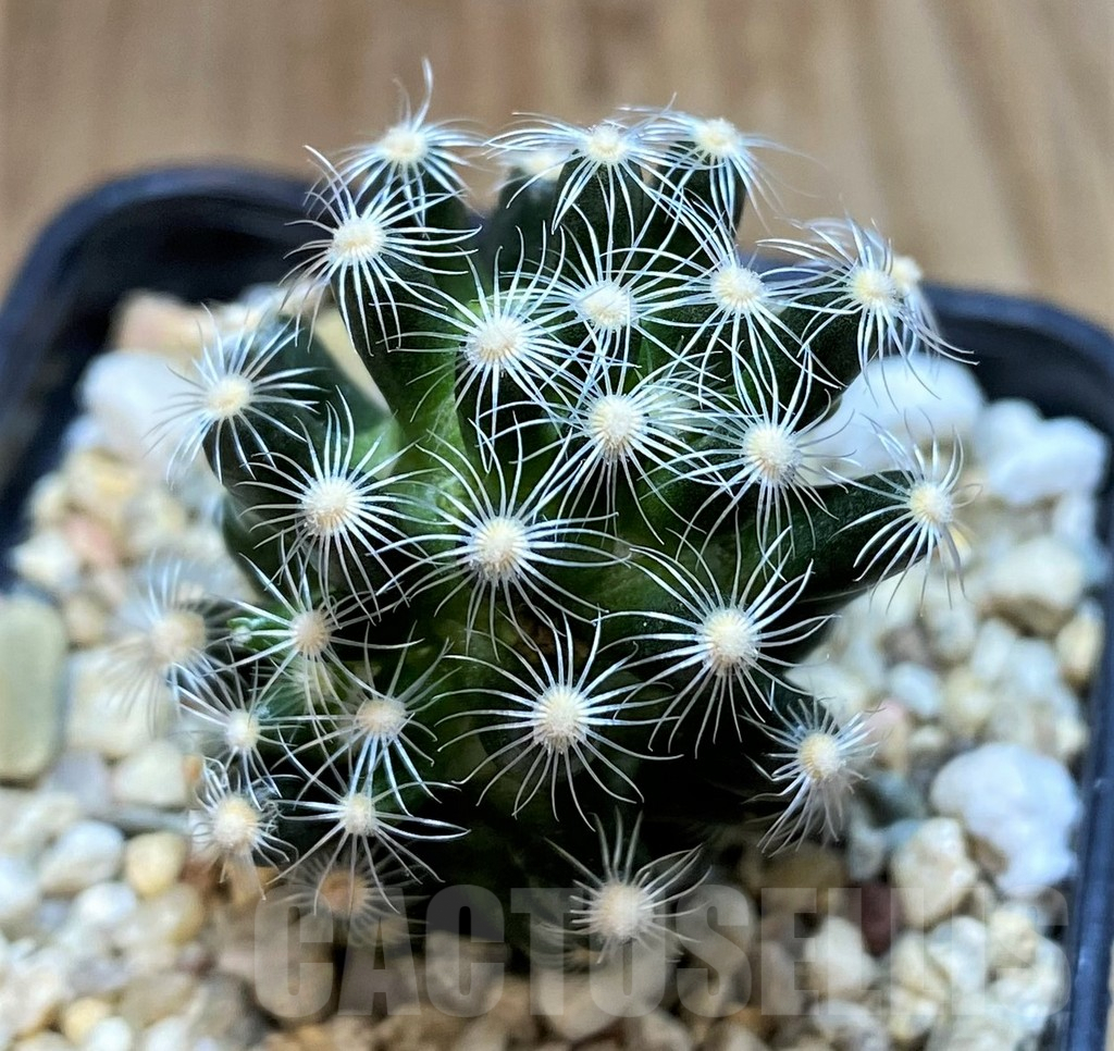 SH2735 Mammillaria saboae ssp. roczekii -Durango, Mexico, Canatlan-