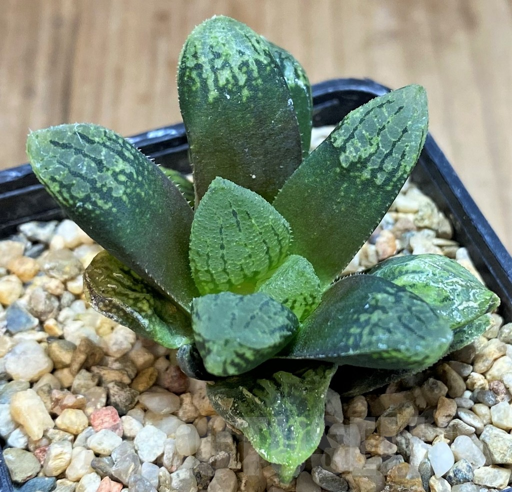 SH2762 Haworthia 'Mavka' hybrid - Image 4