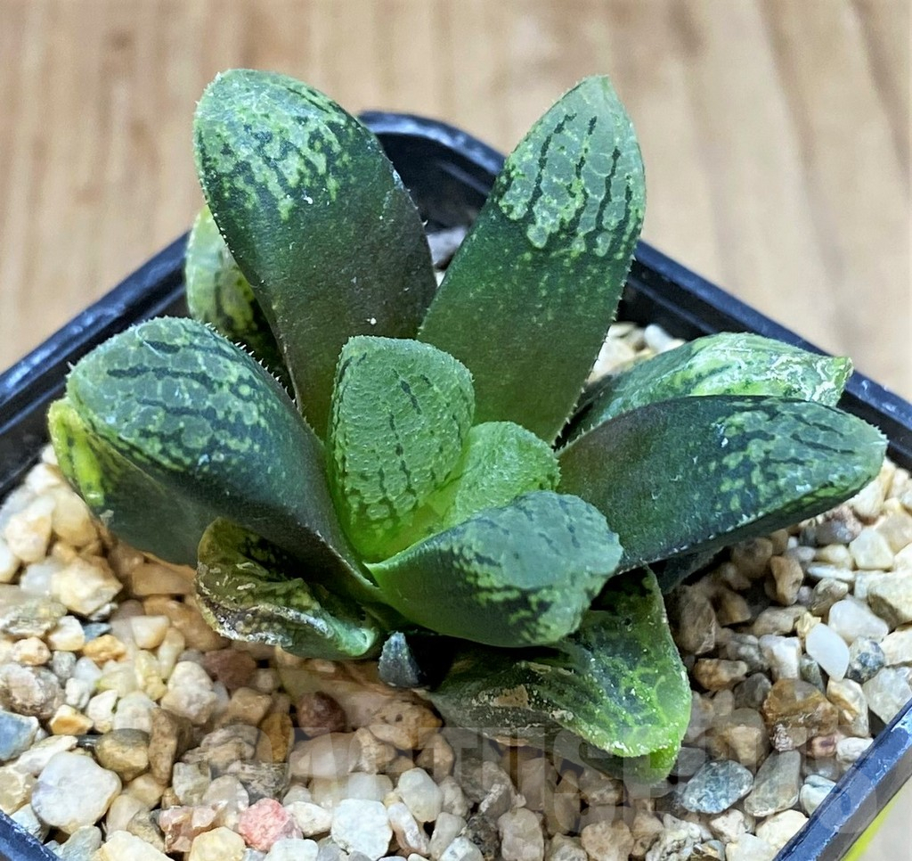 SH2762 Haworthia 'Mavka' hybrid - Image 3