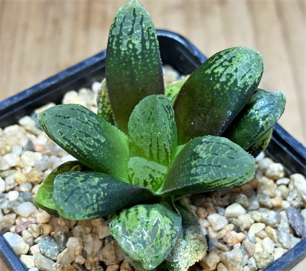 SH2762 Haworthia 'Mavka' hybrid - Image 2