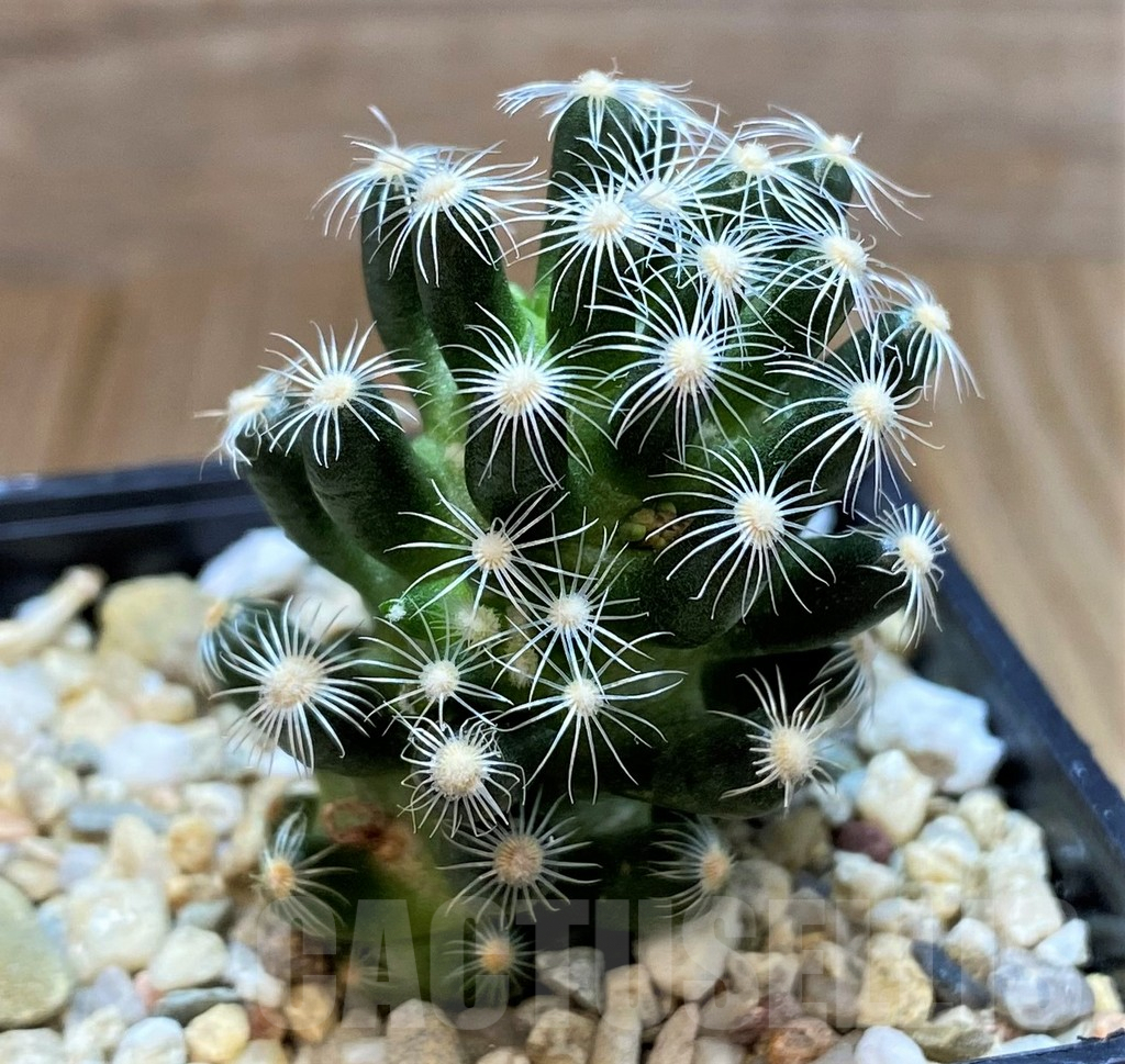 SH2735 Mammillaria saboae ssp. roczekii -Durango, Mexico, Canatlan- - Obrázek 2