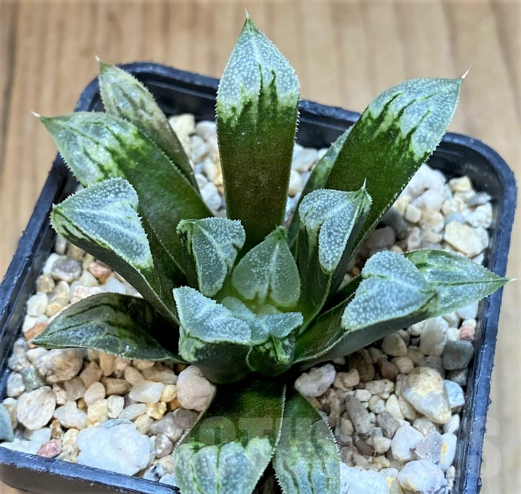 SH2764 Haworthia 'Love Heart'