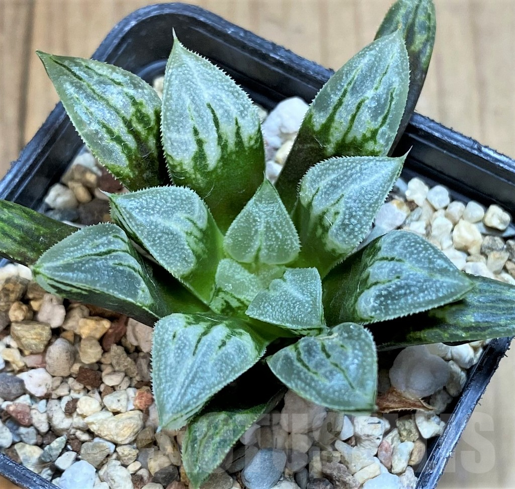 SH2765 Haworthia 'Love Heart'