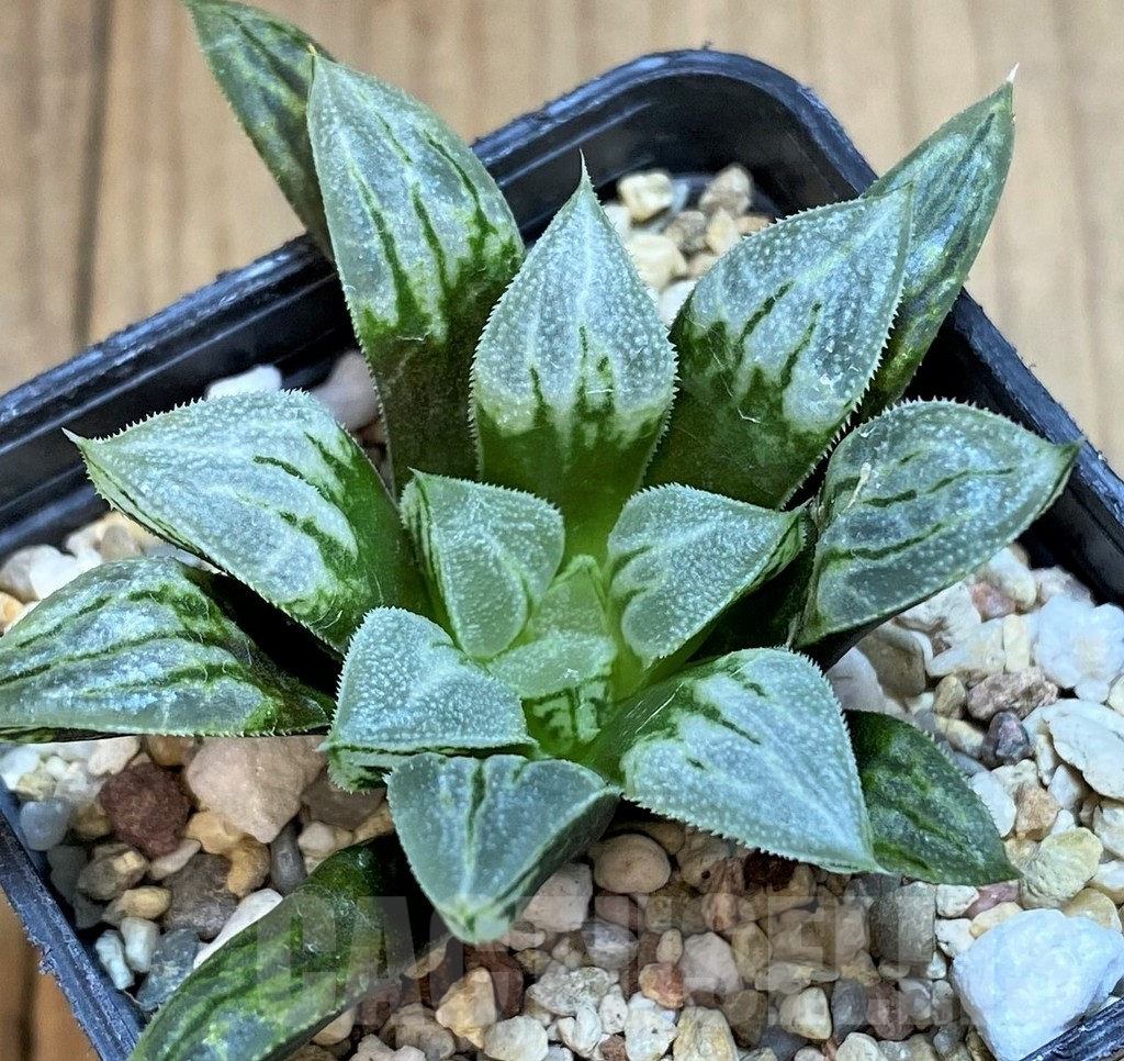 SH2765 Haworthia 'Love Heart' - Image 2