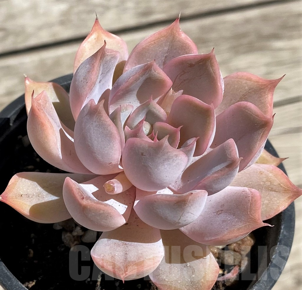 SH2917 Echeveria hybrid - Obrázek 3