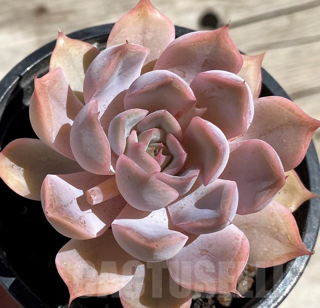 SH2917 Echeveria hybrid - Obrázek 2
