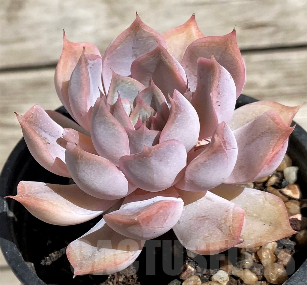 SH2917 Echeveria hybrid