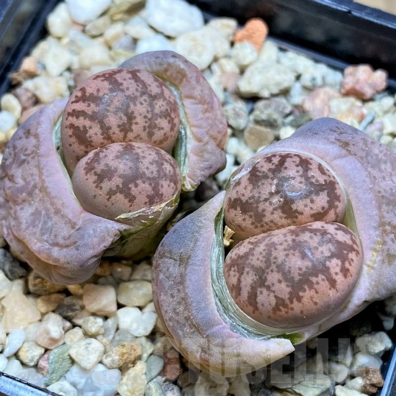 SH3186 Lithops coleorum