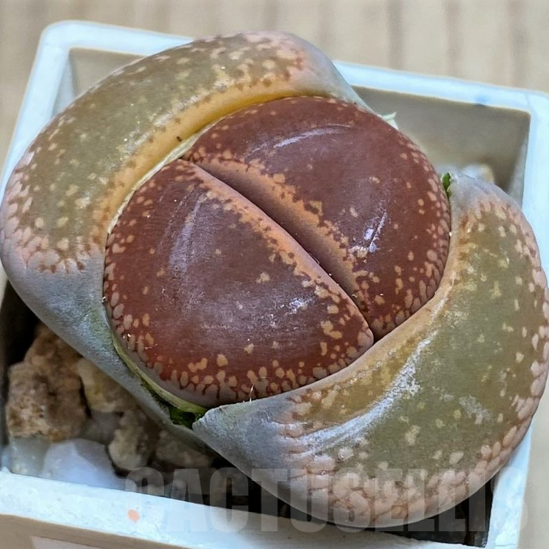 SH3138 Lithops aucampiae SH1665 -Mamaghadi-