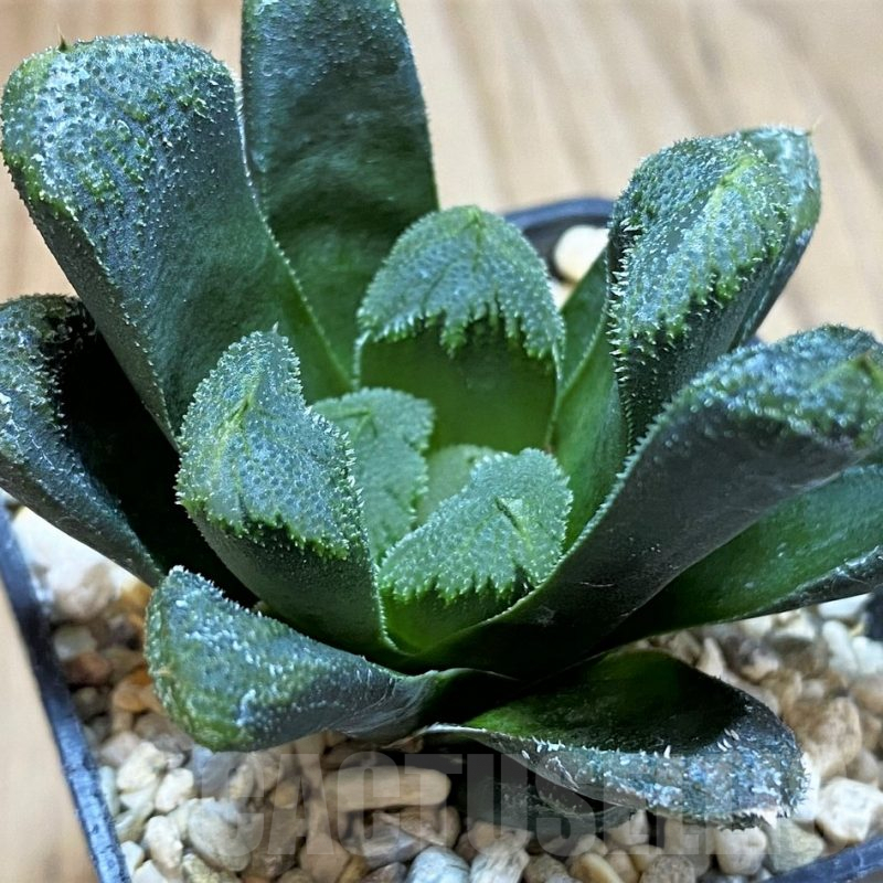 SH3271 Haworthia maughanii x cooperi v. venusta