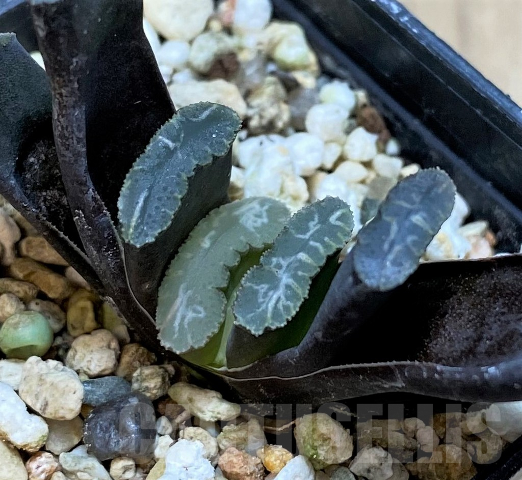 SH3273 Haworthia truncata -Japan- - Obrázek 2