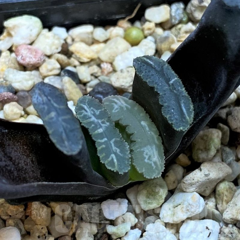 SH3273 Haworthia  truncata -Japan-