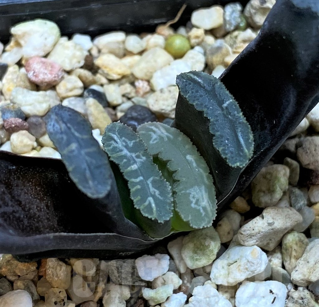 SH3273 Haworthia truncata -Japan-