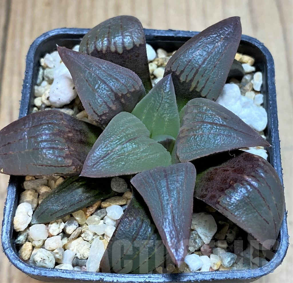 SH3276 Haworthia magnifica v. atrofusca -Japan- - Зображення 2
