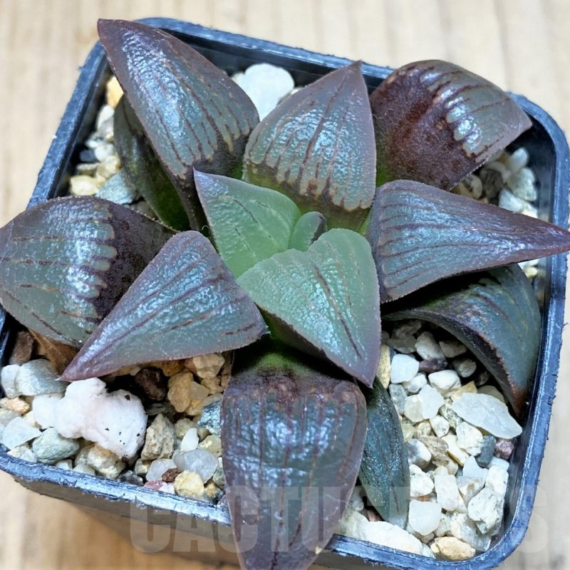 SH3276 Haworthia magnifica v. atrofusca -Japan-