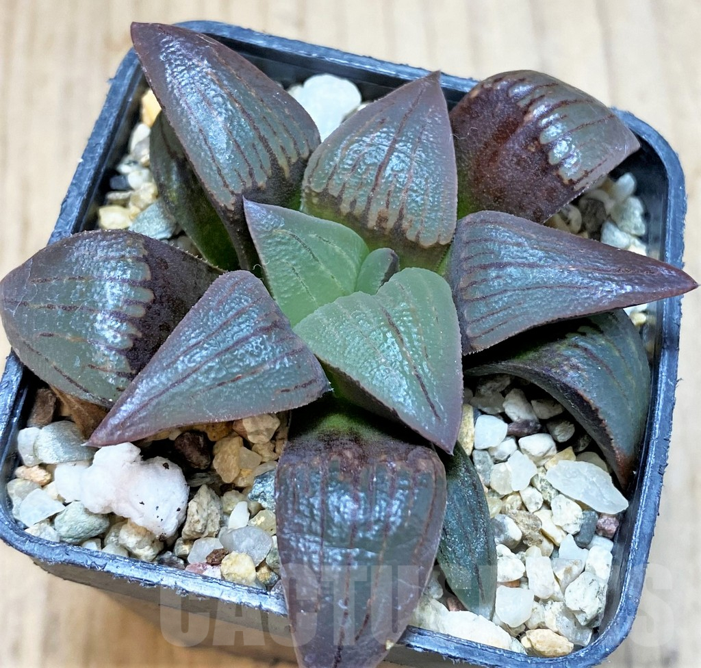 SH3276 Haworthia magnifica v. atrofusca -Japan-