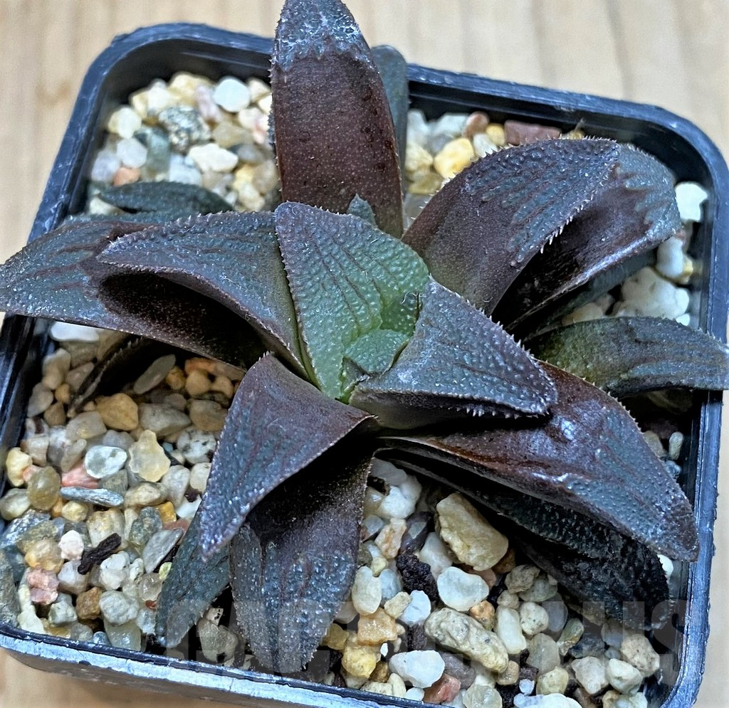 SH3277 Haworthia magnifica v. atrofusca -NW Riversdale- - Зображення 2