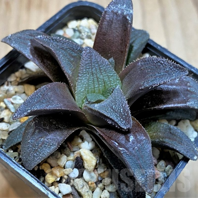 SH3277 Haworthia magnifica v. atrofusca -NW Riversdale-