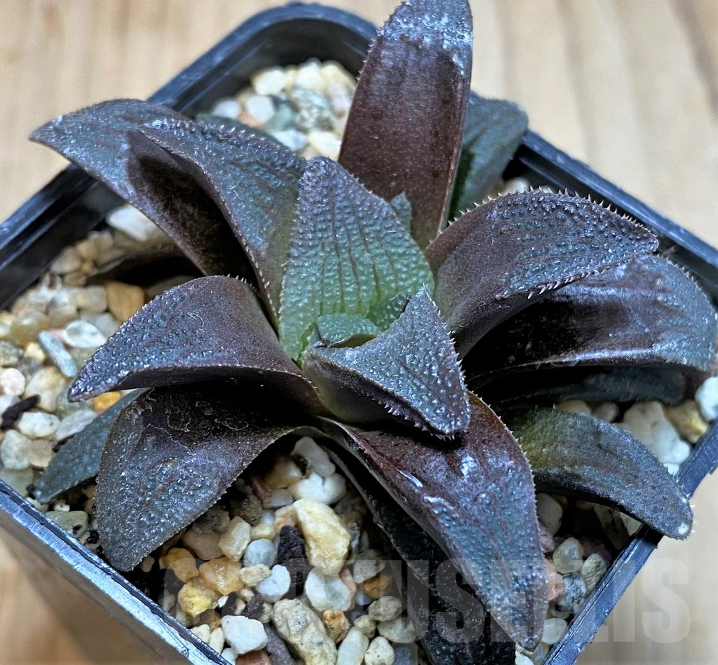 SH3277 Haworthia magnifica v. atrofusca -NW Riversdale-
