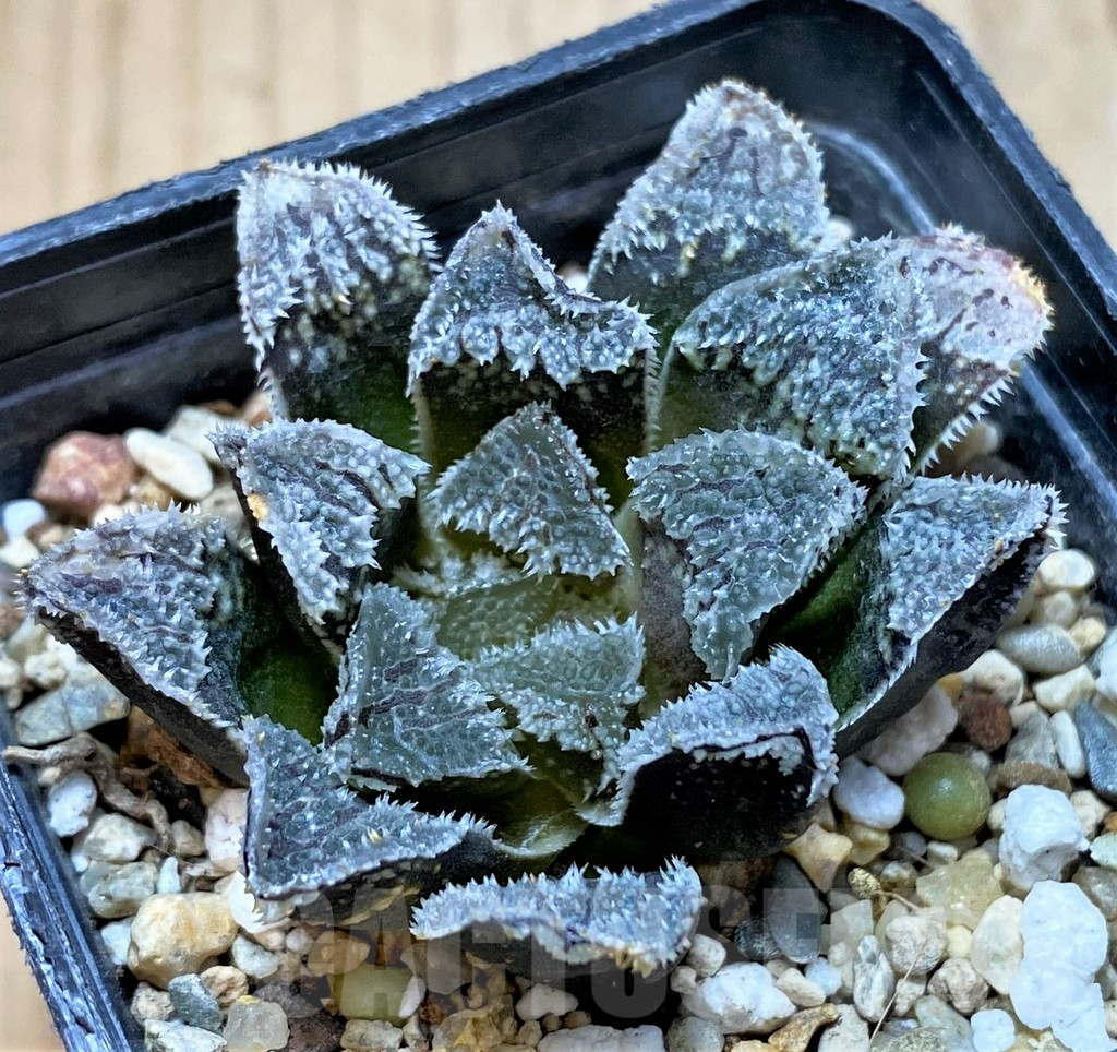 SH3278 Haworthia 'Kegazato' - Image 2