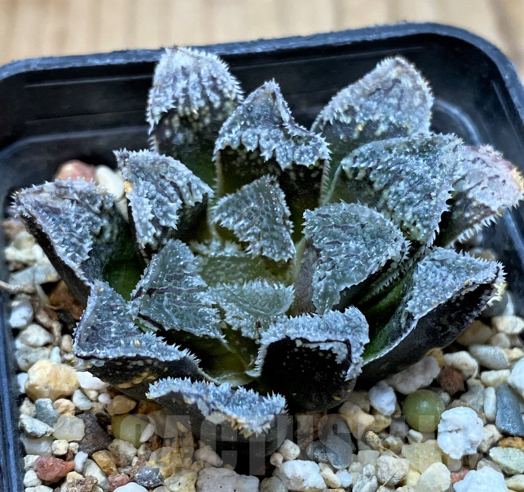 SH3278 Haworthia 'Kegazato'