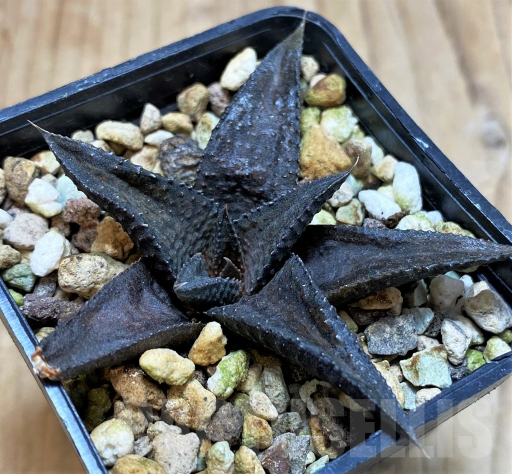 SH3279 Haworthia koelmaniorum hybrid - Image 3
