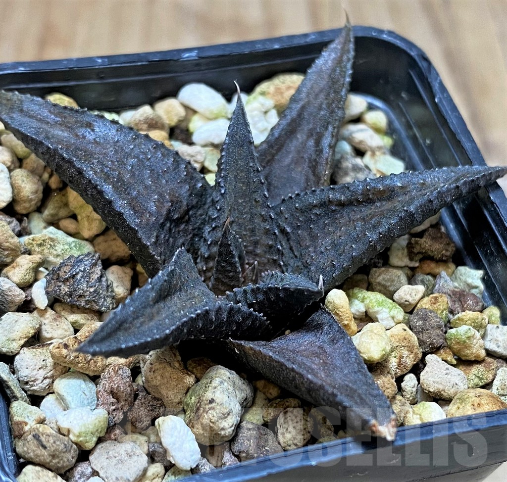 SH3279 Haworthia koelmaniorum hybrid
