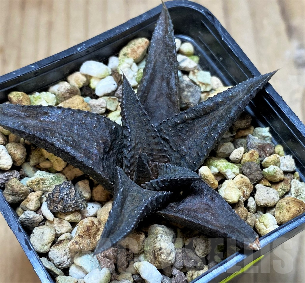 SH3279 Haworthia koelmaniorum hybrid - Image 2