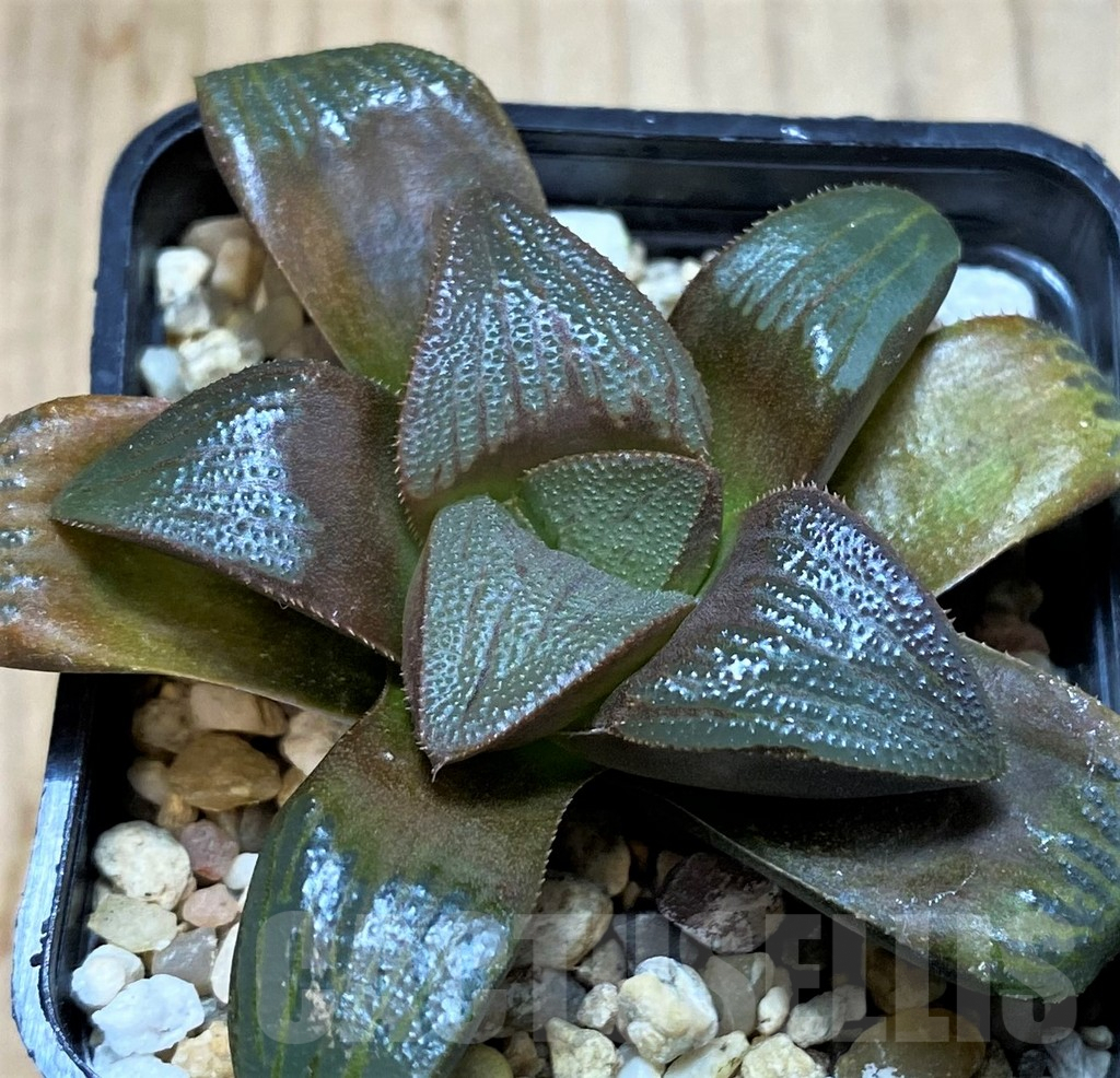 SH3280 Haworthia magnifica v. atrofusca -NW Riversdale- - immagine 2