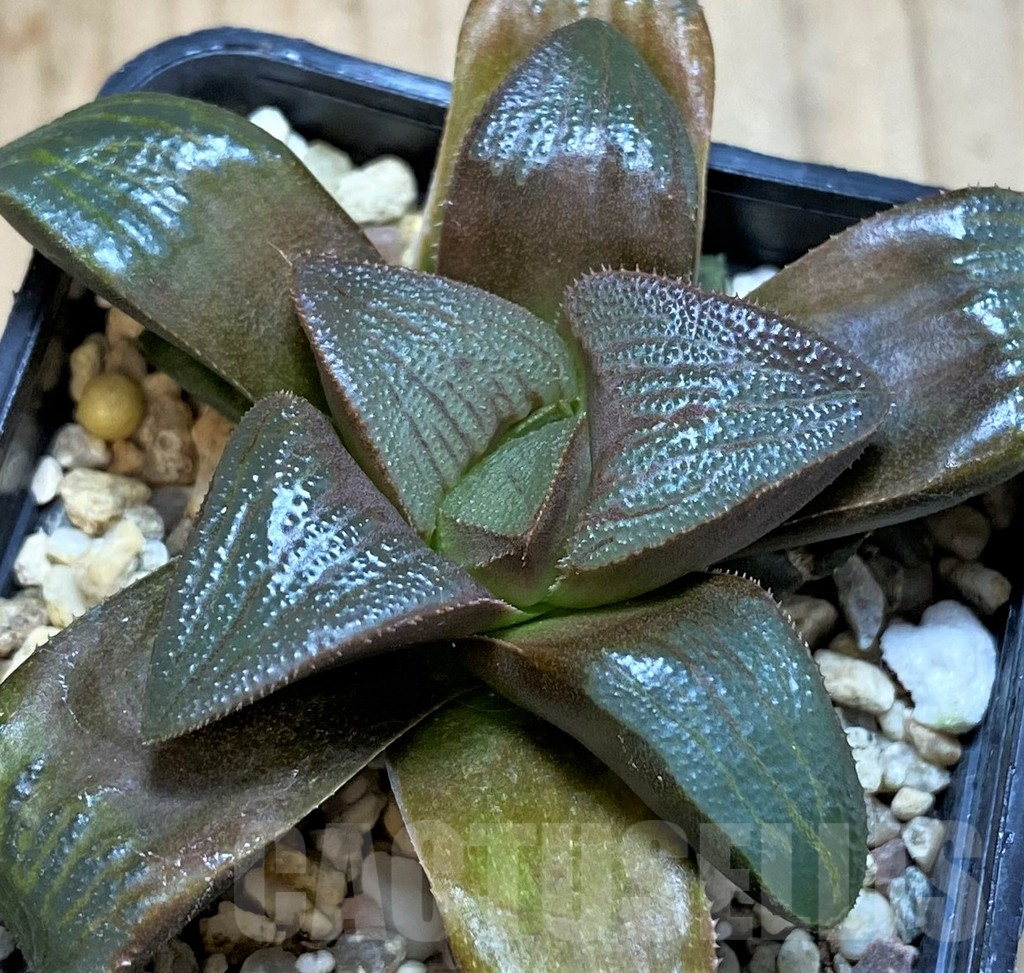 SH3280 Haworthia magnifica v. atrofusca -NW Riversdale- - immagine 3