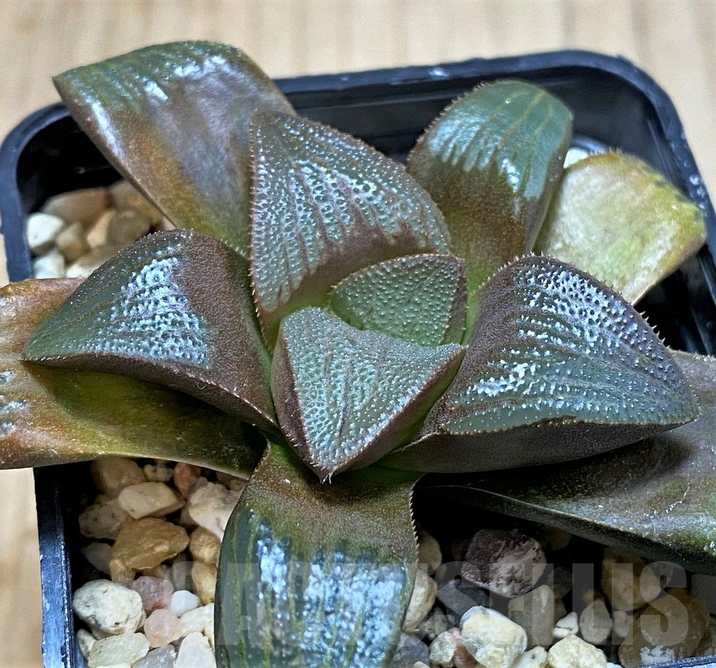 SH3280 Haworthia magnifica v. atrofusca -NW Riversdale-