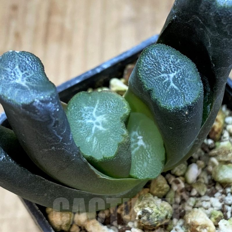 SH3282 Haworthia maughanii -Japan-