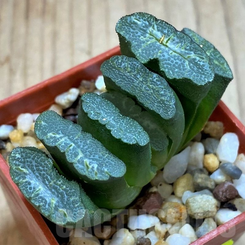 SH3283 Haworthia truncata -Japan-