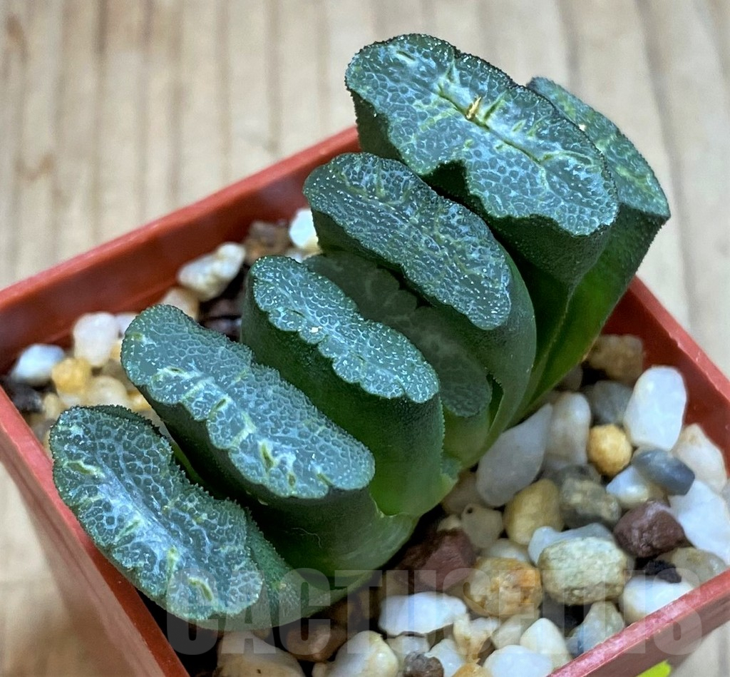 SH3283 Haworthia truncata -Japan-