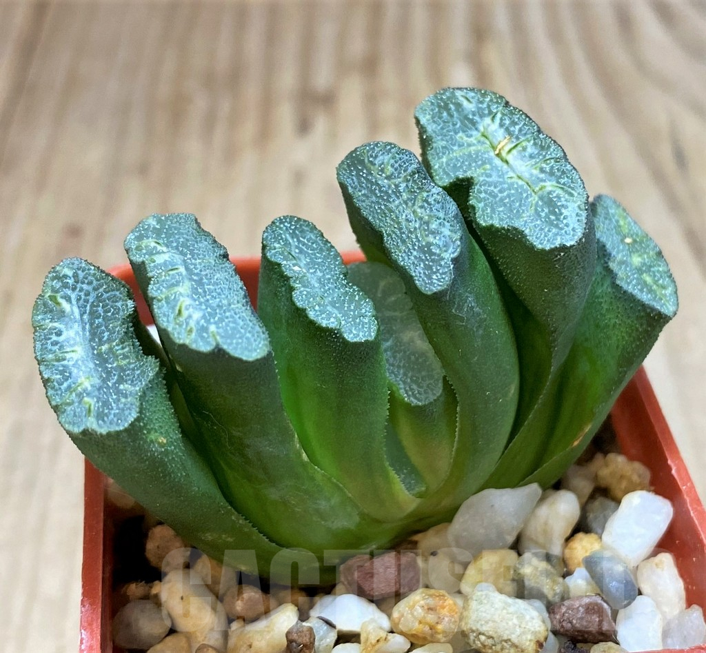 SH3283 Haworthia truncata -Japan- - Obrázek 2