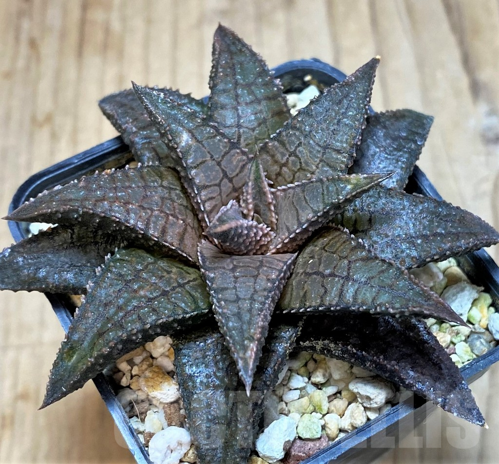 SH3284 Haworthia koelmaniorum 'Dragon King' - Image 2