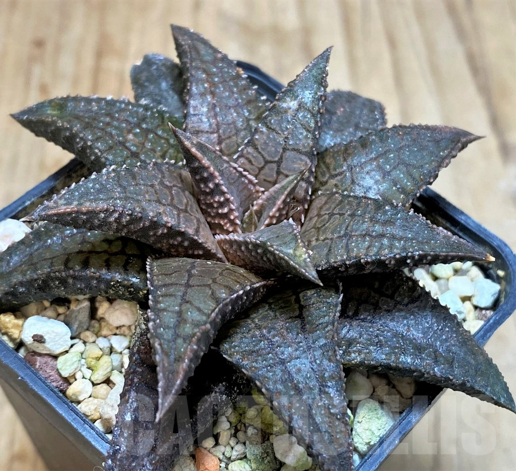 SH3284 Haworthia koelmaniorum 'Dragon King'