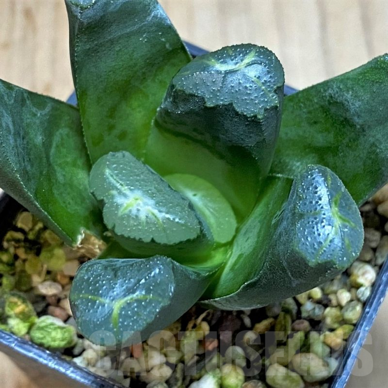 SH3285 Haworthia maughanii hybrid