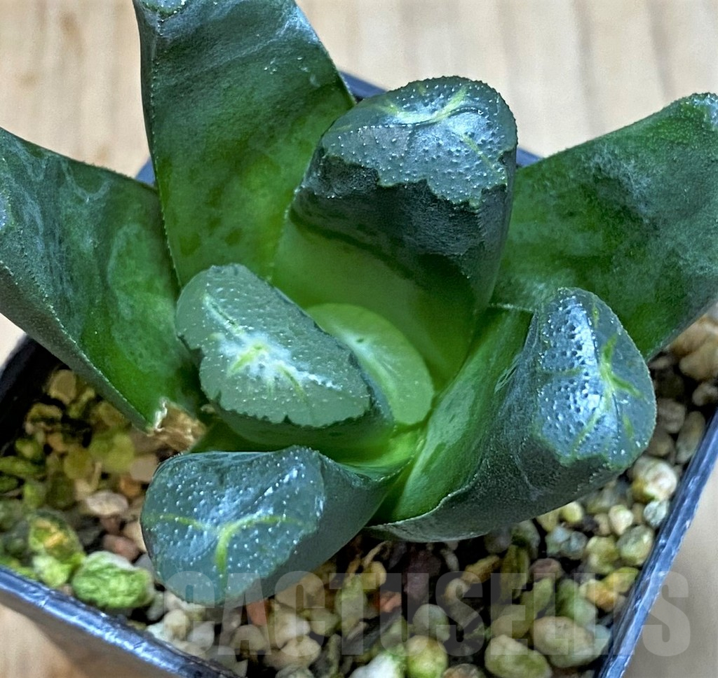 SH3285 Haworthia maughanii hybrid