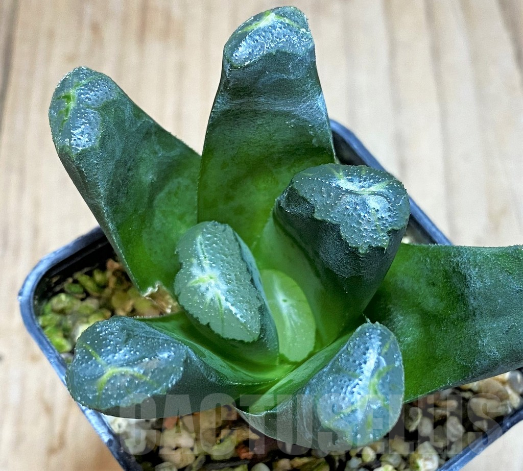 SH3285 Haworthia maughanii hybrid - Obrázek 2